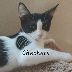 Photo of Checkers #joyful-companion