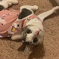 adopt a pet