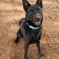 adopt-pet