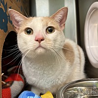 adopt a pet
