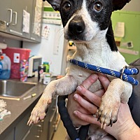 adopt a pet