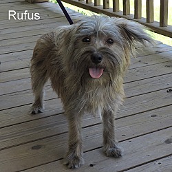 Thumbnail photo of Rufus #2