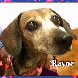 Thumbnail photo of Rayne #1