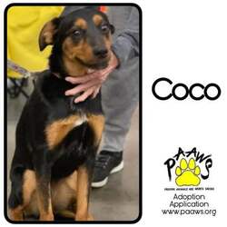 Photo of Coco