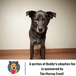 Photo of Buddy ** D9098 (Sponsored)