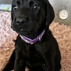 Thumbnail photo of Purple puppy #3