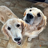 adopt-pet
