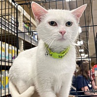 adopt a pet