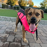 adopt a pet