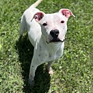 Adopt A Pet :: Bolt - Lancaster, OH