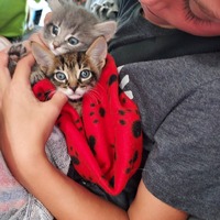 adopt a pet