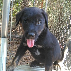 Thumbnail photo of Kricket (adoption pending) #1