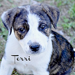 Thumbnail photo of Terri~adopted! #1