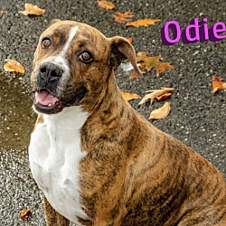 Thumbnail photo of Odie #1