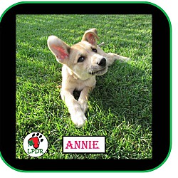 Thumbnail photo of Annie - NoTheme Litter #2