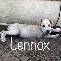Thumbnail photo of Lennox #1