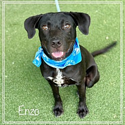 Thumbnail photo of ENZO #2