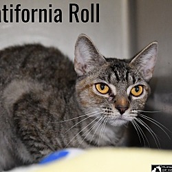 Thumbnail photo of Catifornia Roll #4