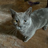 adopt a pet