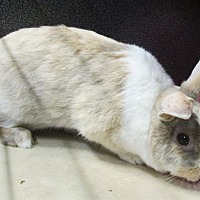 adopt-pet