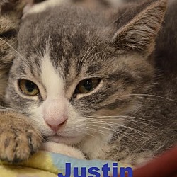 Thumbnail photo of Justin - Adopted Jan 2016 #1