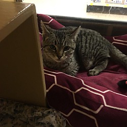 Photo of NELLIE-PetSmart Kitty