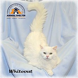 Thumbnail photo of Whiteout #1