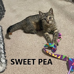 Thumbnail photo of Sweet Pea #3