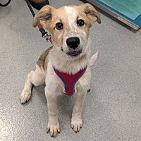adopt a pet