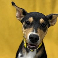 adopt a pet