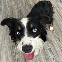 adopt a pet