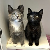adopt a pet