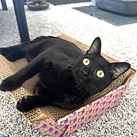 adopt a pet