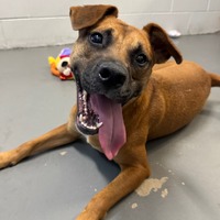 adopt a pet