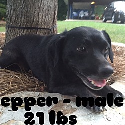 Thumbnail photo of Stepper #2