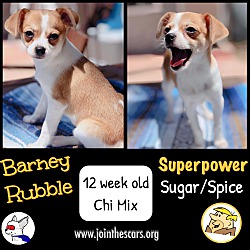Thumbnail photo of Barney Rubble #2