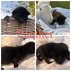 Thumbnail photo of Panther #2