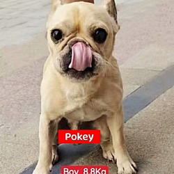 Photo of Pokey