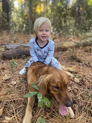 Wilmington, NC - Golden Retriever. Meet Murphy a Pet for Adoption ...