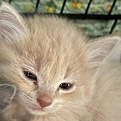 Photo of Bash (Cedar Kitten)