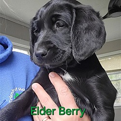 Thumbnail photo of Elder Berry SS D2024 RI #4