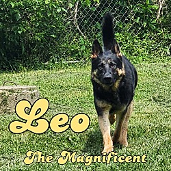 Photo of Leo the Magnificant