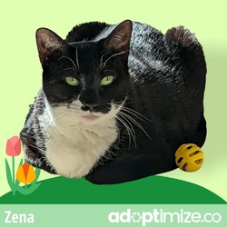 Thumbnail photo of Zena #4