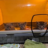 adopt a pet
