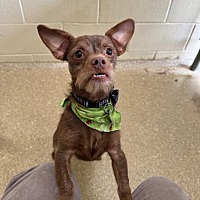 adopt a pet