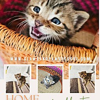 adopt a pet
