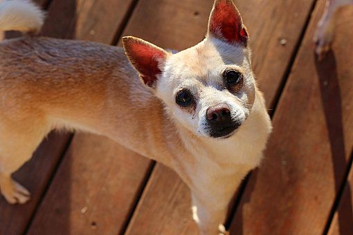 North Haven Ct Chihuahua Meet Rufus A Pet For Adoption