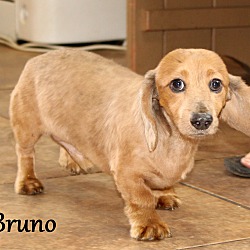 Thumbnail photo of Bruno~adopted! #4