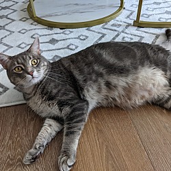 Photo of Chasey