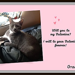 Photo of Gracie -Be My Valentine?